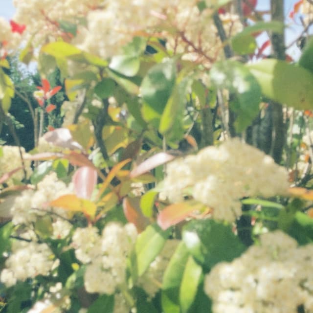 Bootie Grove — Insight