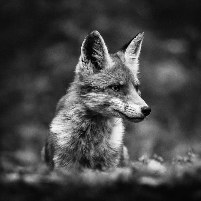 Caolan Ryan — LOVE