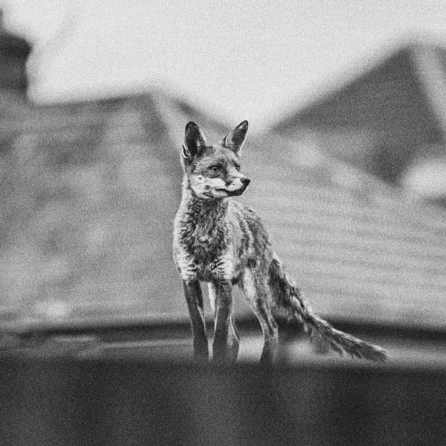 Caolan Ryan — PROBLEM