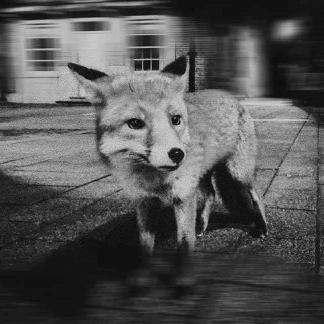 Caolan Ryan — WHERE UR GOING